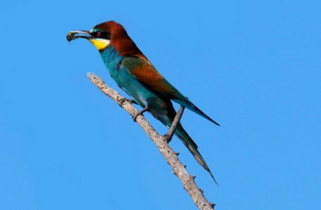 Bird Beak Roller Fauna