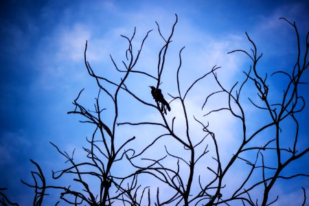 Sky Branch Twig Tree photo