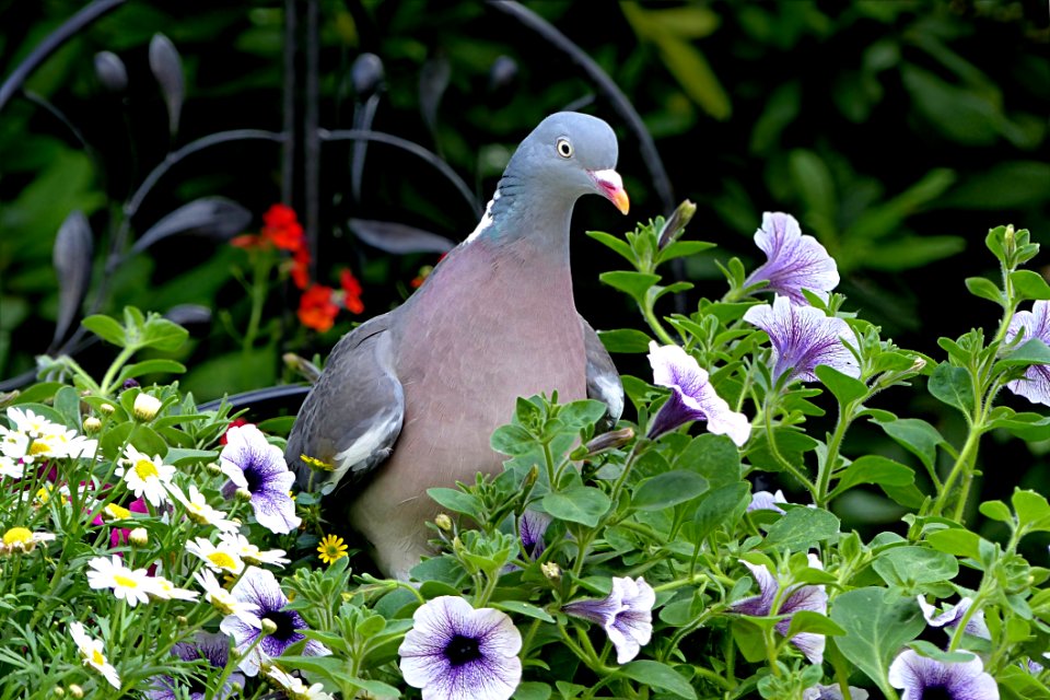 Bird Plant Flora Fauna