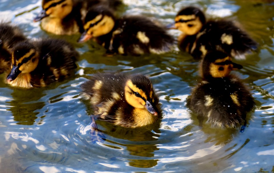 Duck Bird Ducks Geese And Swans Water Bird