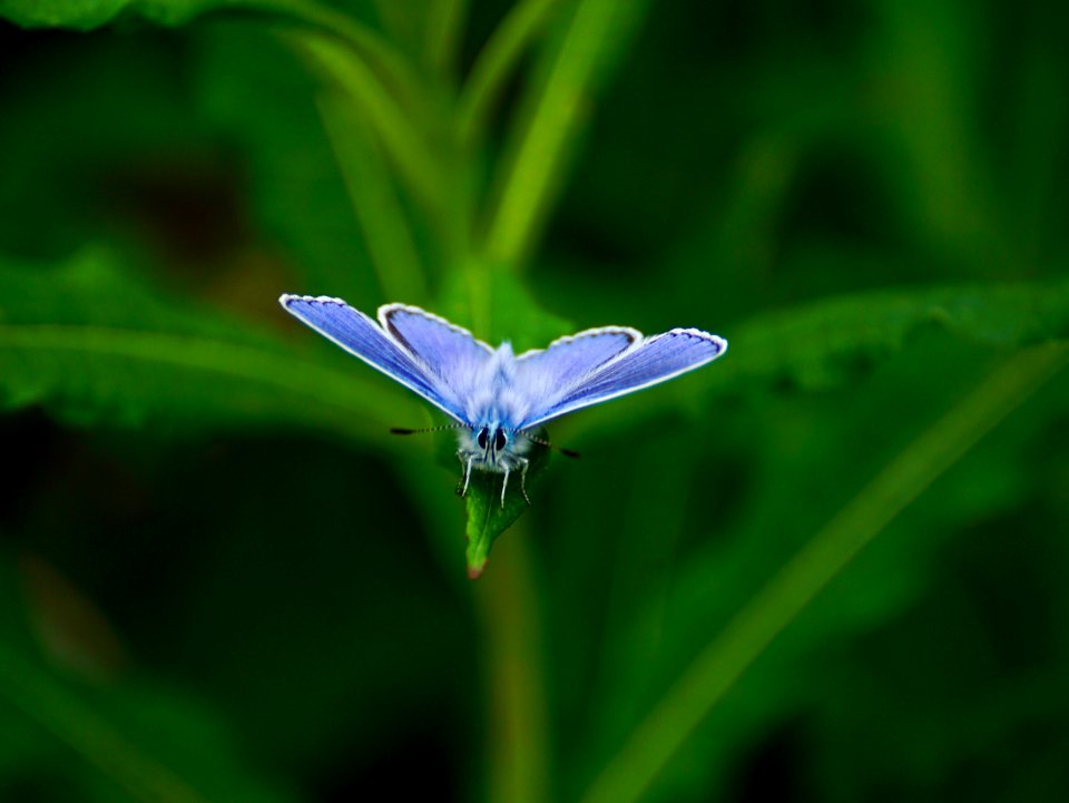 Insect Blue Moths And Butterflies Butterfly