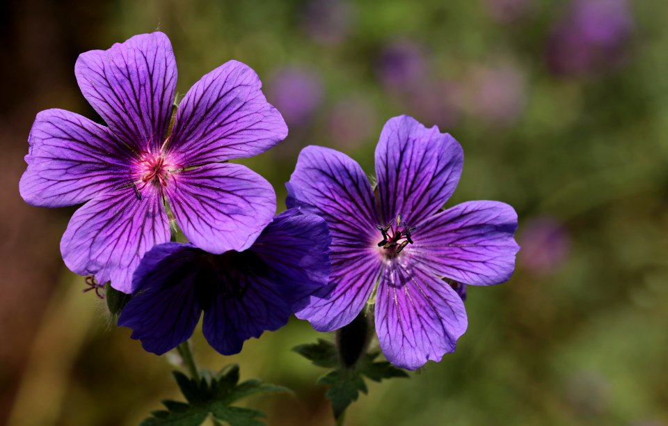 Flower Flora Plant Purple