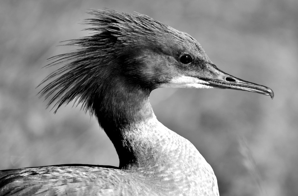 Bird Beak Black And White Fauna