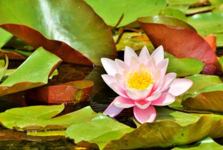 Flower Plant Flora Leaf