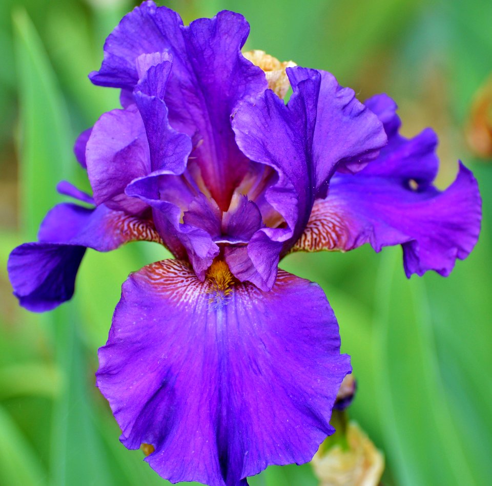 Flower Blue Plant Flowering Plant