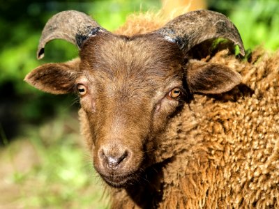 Horn Sheep Wildlife Cow Goat Family