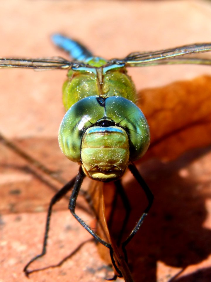 Insect Invertebrate Macro Photography Close Up