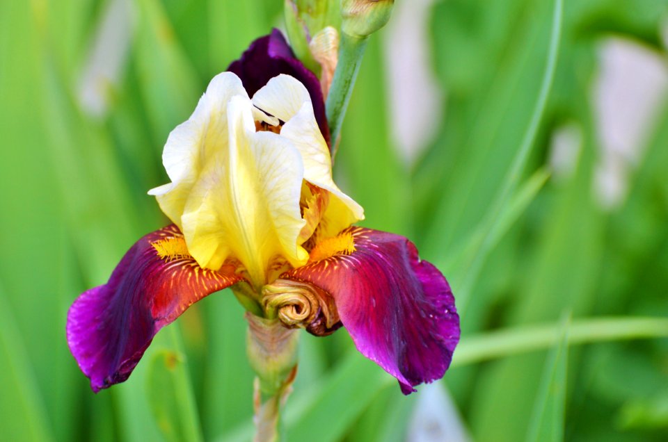 Flower Plant Flowering Plant Flora