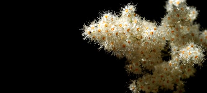 Organism Coral Marine Biology Invertebrate photo