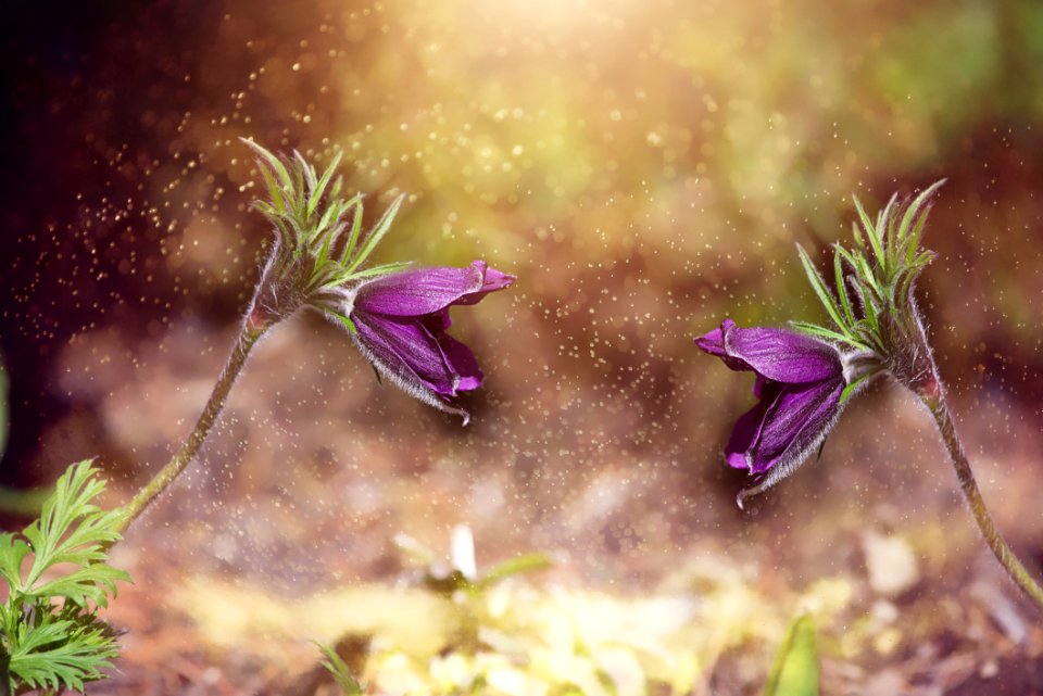 Flower Flora Plant Purple