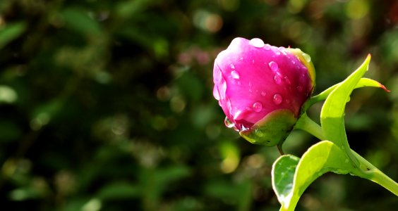 Flower Plant Flora Bud