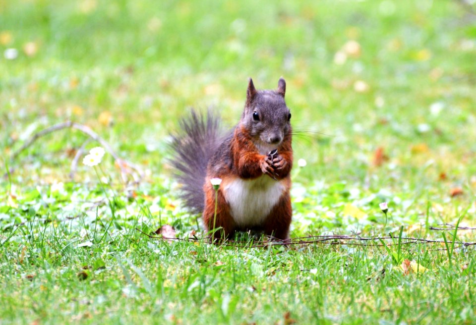 Mammal Fauna Wildlife Grass