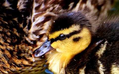 Duck Bird Fauna Beak photo