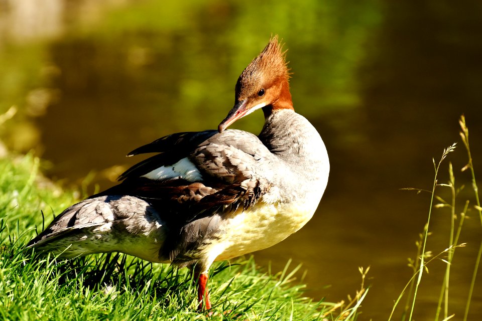 Bird Duck Fauna Water Bird