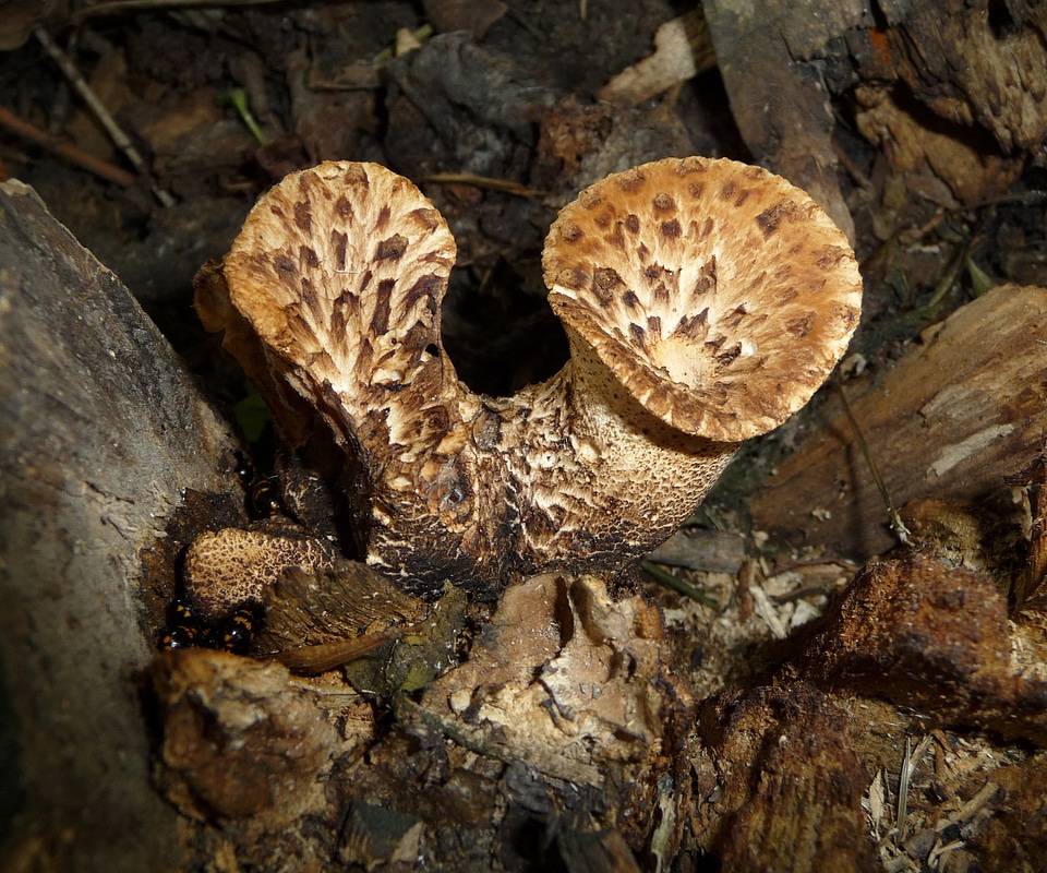 Scaly stielporling polyporus squamosus black foot ovinus
