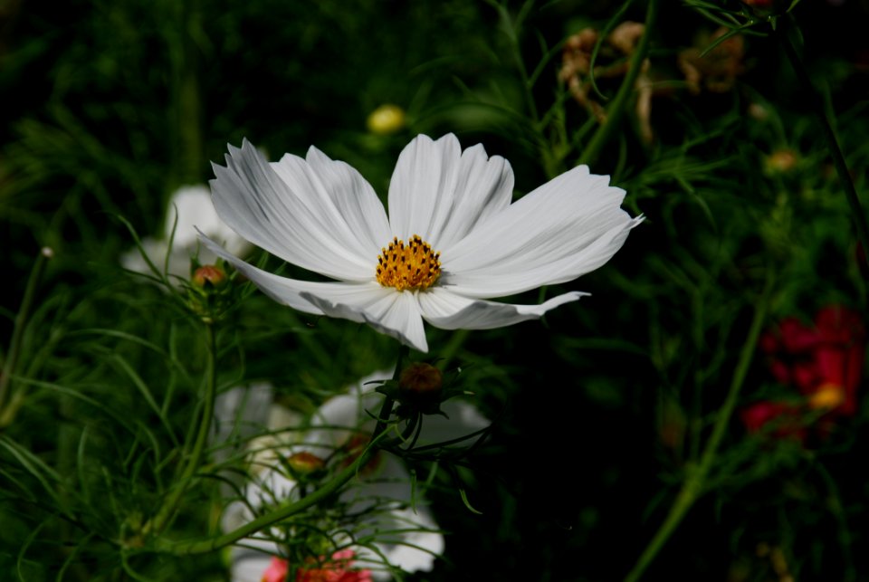 Flower Garden Cosmos Flora Plant