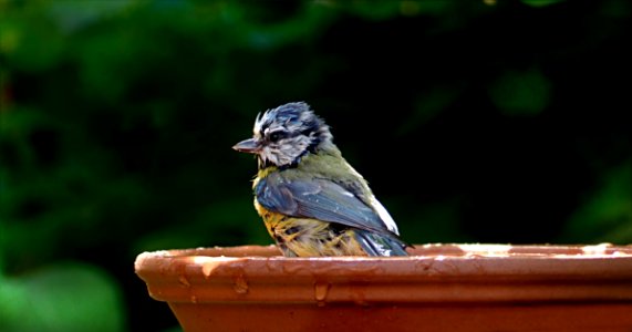 Bird Beak Fauna Perching Bird photo