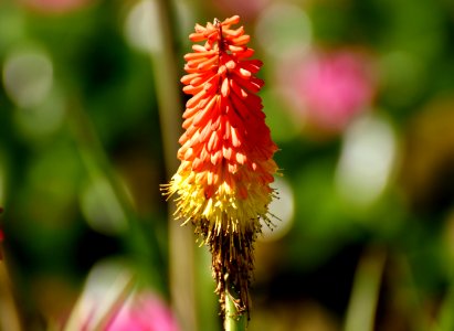 Flower Flora Plant Torch Lily