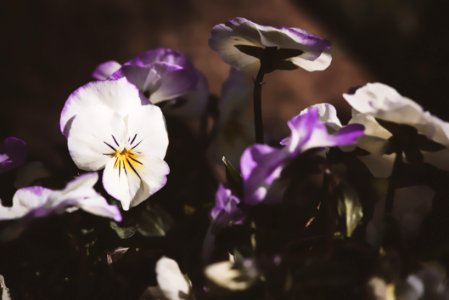 Flower Violet Flowering Plant Plant photo