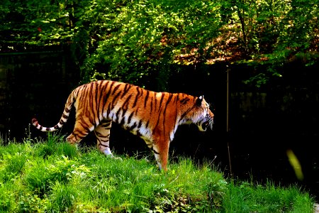 Wildlife Tiger Mammal Wilderness photo