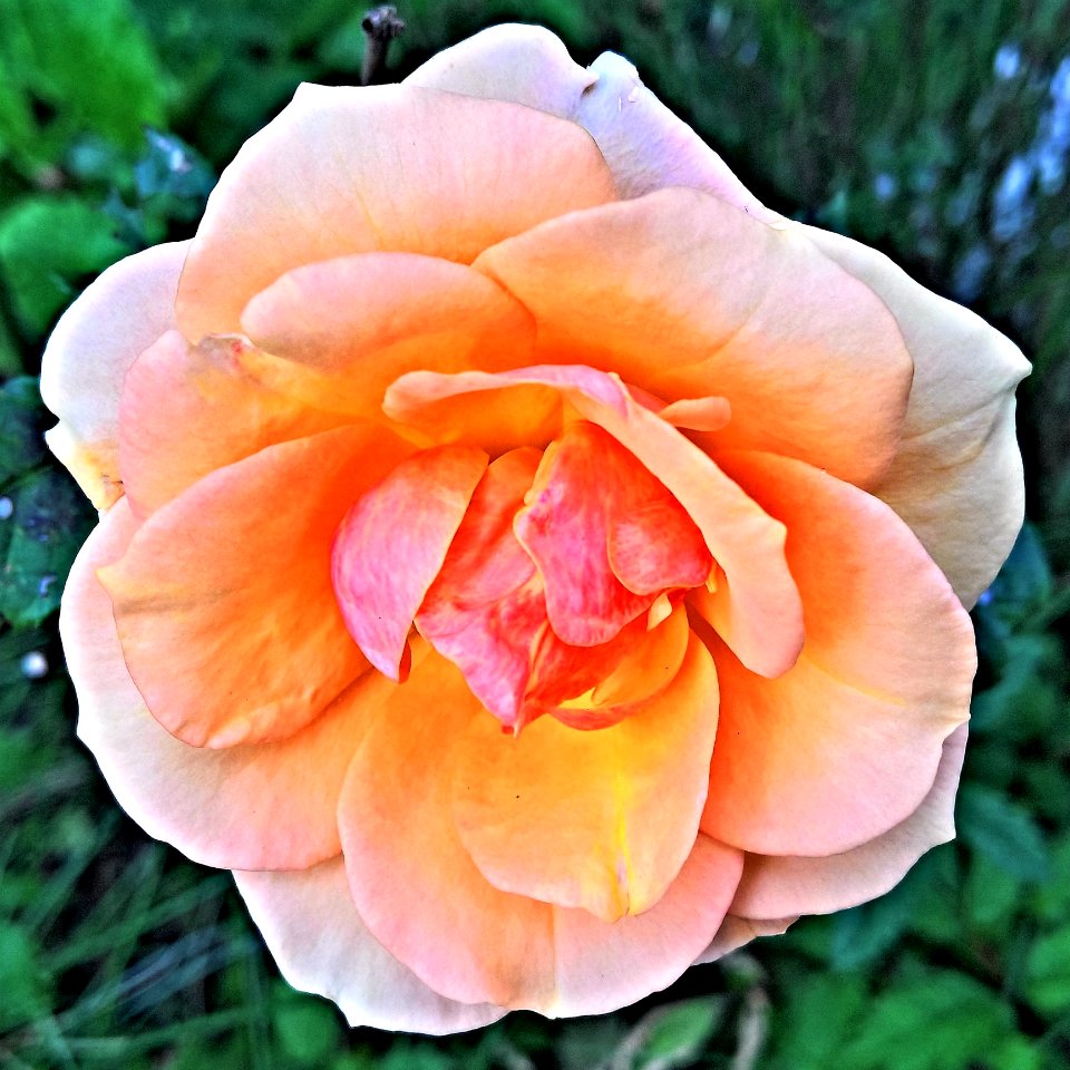 Flower Rose Rose Family Floribunda