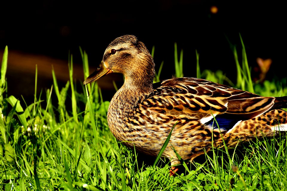 Bird Duck Mallard Water Bird