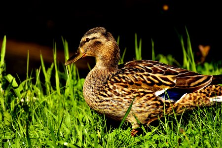 Bird Duck Mallard Water Bird photo