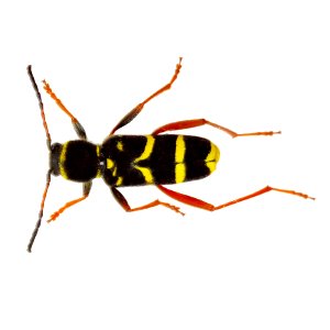 Insect Invertebrate Pest Membrane Winged Insect