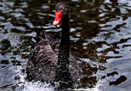 Black Swan Bird Water Bird Ducks Geese And Swans photo