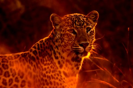 Leopard Wildlife Terrestrial Animal Mammal photo