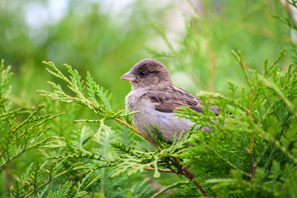 Bird Fauna Beak Sparrow
