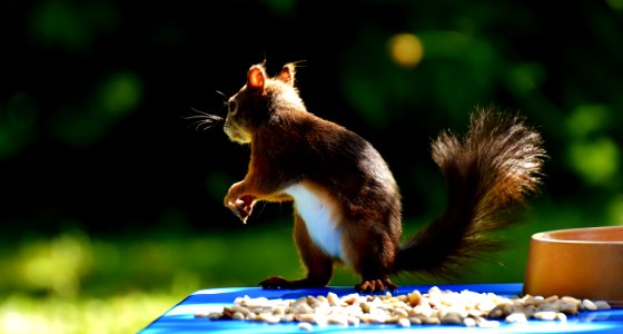 Squirrel Fauna Mammal Rodent