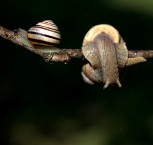 Snails And Slugs Snail Molluscs Fauna photo