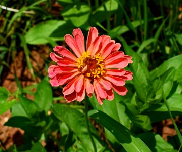 Flower Flora Plant Annual Plant