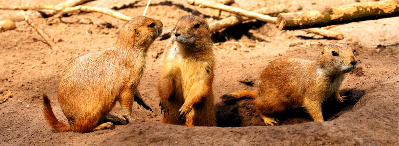 Meerkat Mammal Fauna Terrestrial Animal