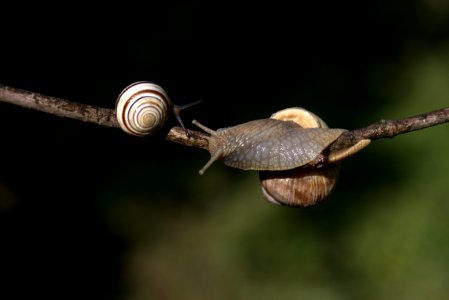Snail Snails And Slugs Molluscs Invertebrate photo