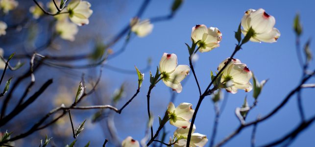 Flower Branch Blossom Spring photo