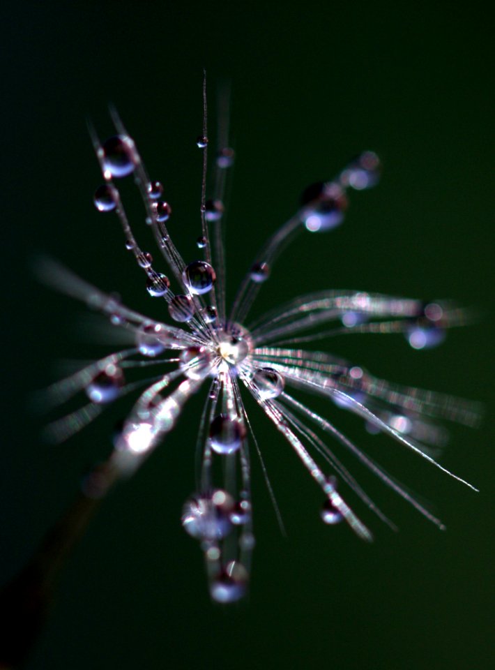 Water Nature Dew Macro Photography
