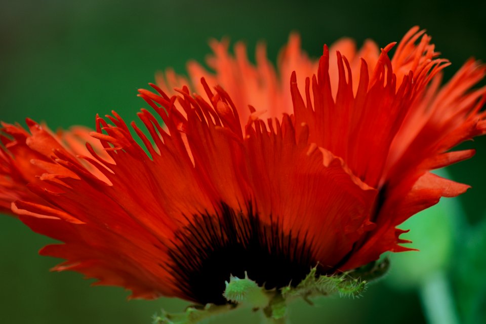 Flower Wildflower Petal Close Up