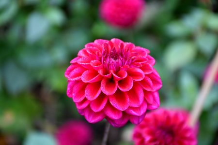 Flower Pink Plant Dahlia photo