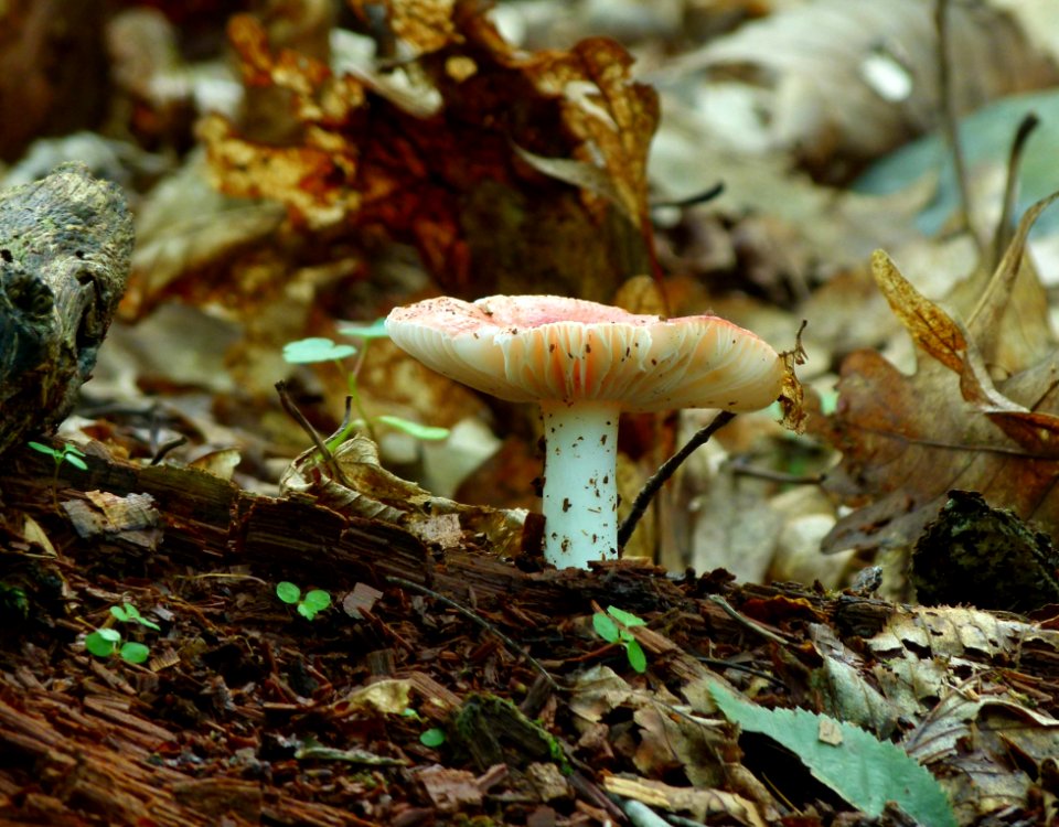 Fungus Mushroom Medicinal Mushroom Agaricaceae