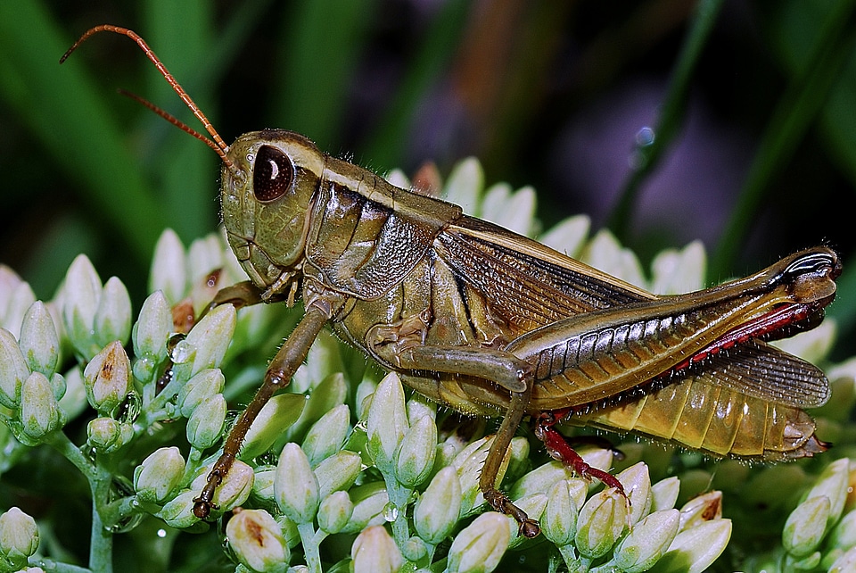 Invertebrate insect nature