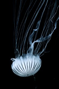 Jellyfish Tentacles photo