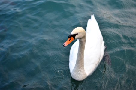 Swan Bird Water