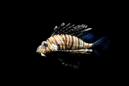 Lionfish Fire Fish