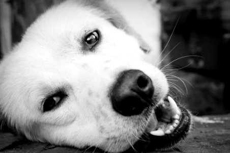Dog Black White Face photo