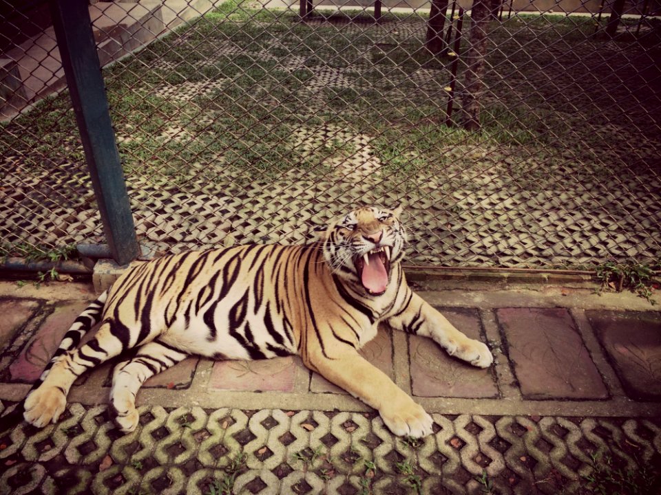 Tiger Roar Animal