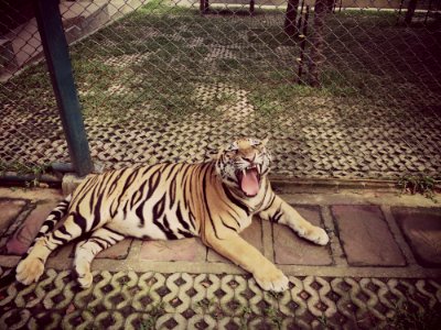 Tiger Roar Animal photo