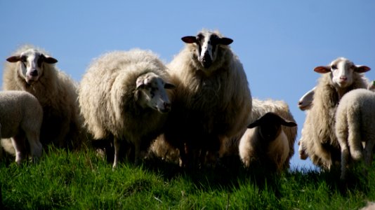 Sheep Farm Grass photo