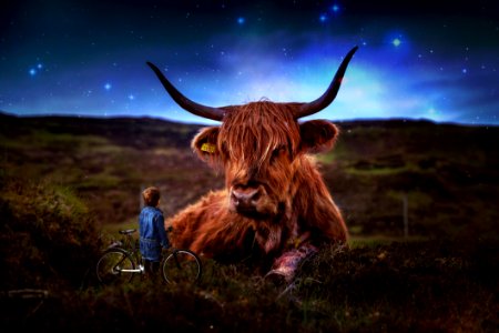 Beef Scotland Highland Kids
